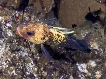 Quillback Rockfish