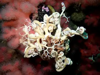 pacific basket star and red soft coral