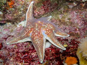 Leather Star