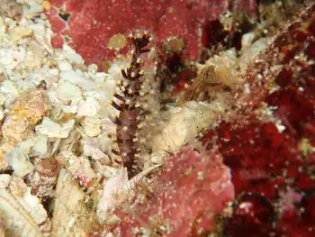 Ptilosarcus undulatus Sea Pen