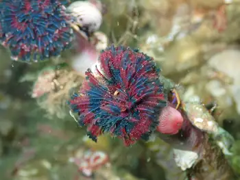 vancouver feather duster worm