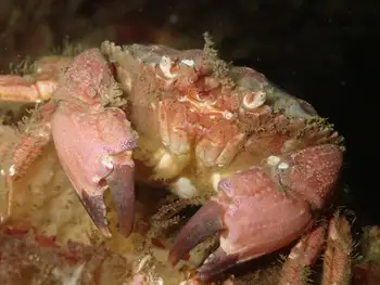 Pygmy Rock Crab