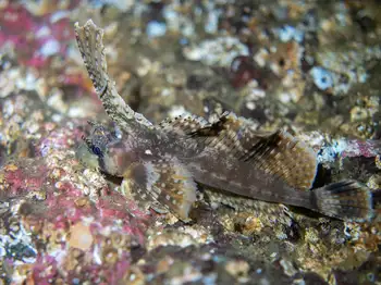 Sailfin Sculpin