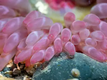 stubby rose anemone