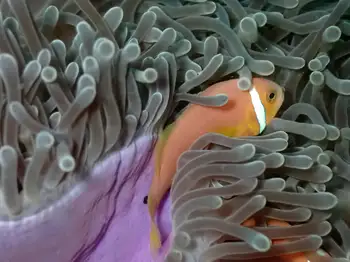 maldives anemone fish
