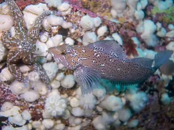 Male Kelp Greenling