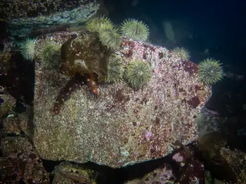 Green Urchins