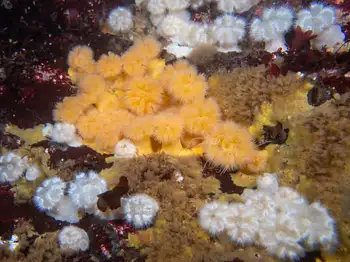 Short Plumose Anemones