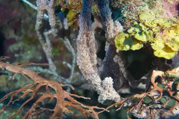 Brittle Star