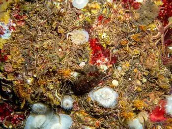 Brittle Stars