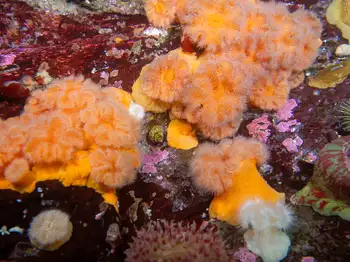 Short Plumose Anemones