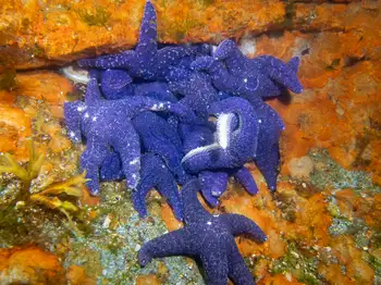 Mottled Stars