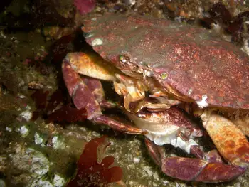 Red Rock Crab