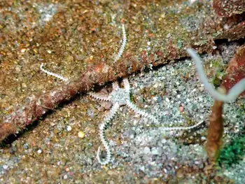 Notched Brittle Star