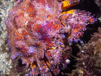 Puget Sound King Crab
