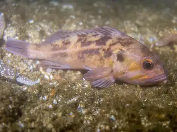 brown rockfish