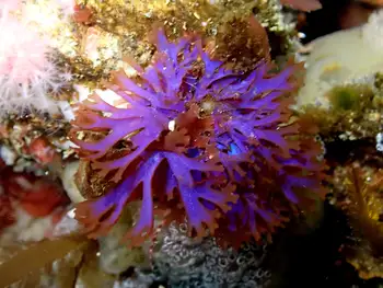 iridescent seaweed algae