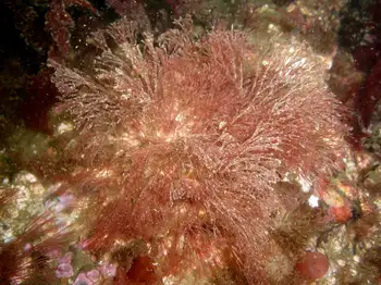 Filamentous Red Seaweed