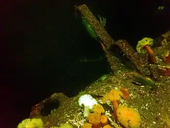 Ship Wreck and Anemones