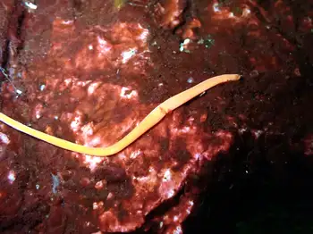 orange ribbon worm