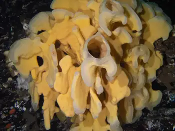 Cloud Sponge