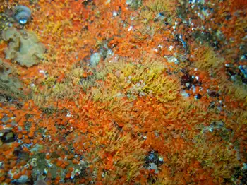 Tunicates