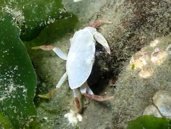 Juvenile Dungeness Crab