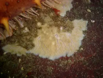 White Glove Leather Tunicate