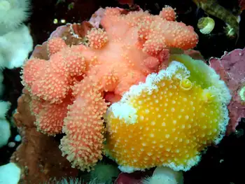 Red Soft Coral and Orange Peel Nudibranch