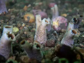Rough Piddock Clam