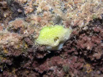 Freshwater Sponge