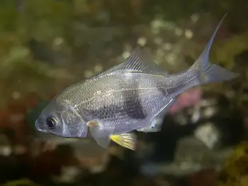 Pile Perch