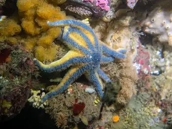 Striped Sun Star