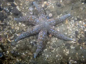 mottled star