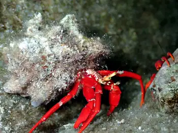 red reef hermit crab
