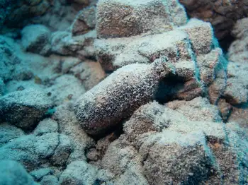 Dive Site