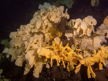 Cloud Sponges