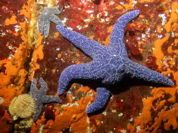 Ochre Star