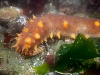 california sea cucumber