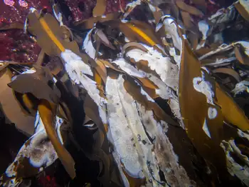 Kelp and Kelp Lace Bryozoans