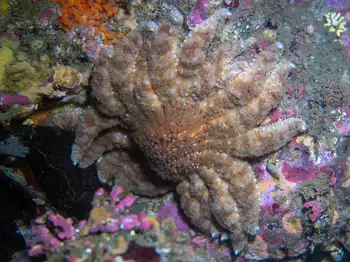 Sunflower Star