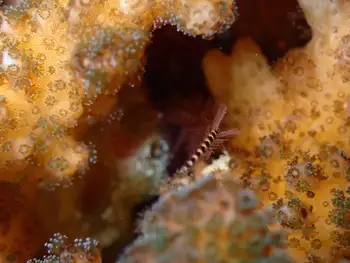 Coral and Brown Gold Brittle Star