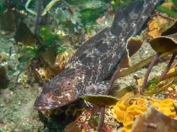 Lingcod