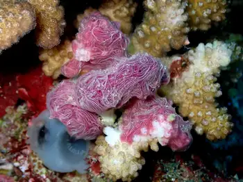 coral eating sponge