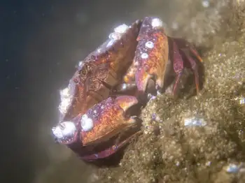 Red Rock Crab