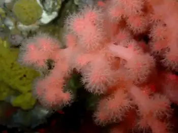 Red Soft Coral