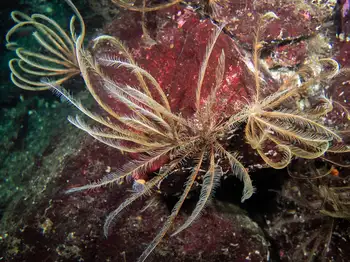 Northwest Feather Stars