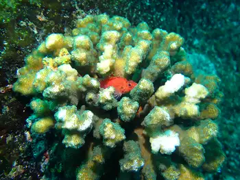 Pocillopora Coral and Fish