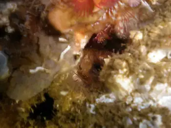 Spiny Lithoid Crab