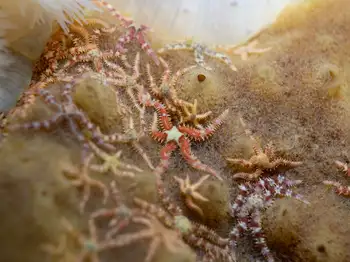 Brittle Stars